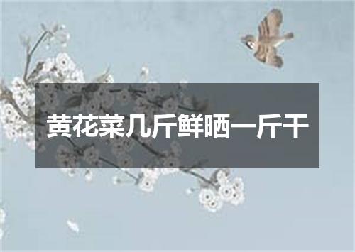黄花菜几斤鲜晒一斤干