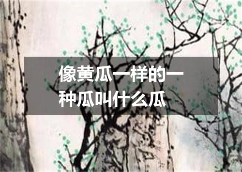 像黄瓜一样的一种瓜叫什么瓜
