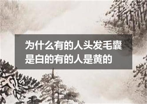 为什么有的人头发毛囊是白的有的人是黄的
