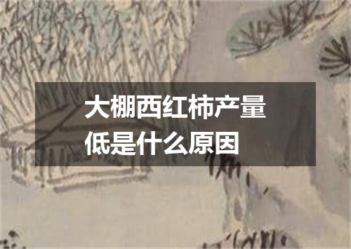 大棚西红柿产量低是什么原因