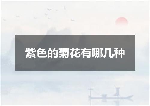 紫色的菊花有哪几种