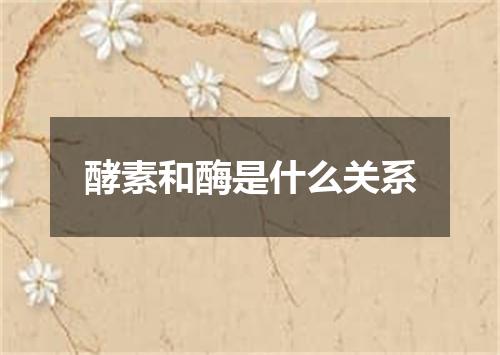 酵素和酶是什么关系