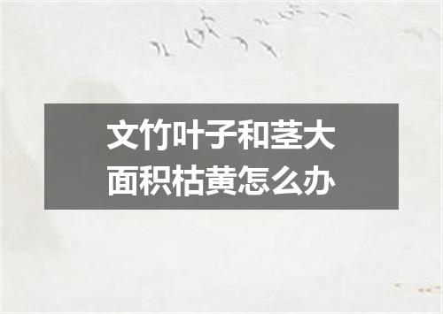 文竹叶子和茎大面积枯黄怎么办