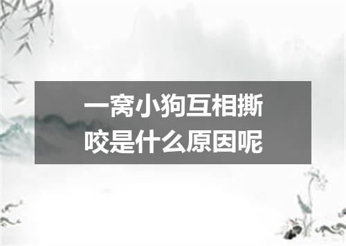一窝小狗互相撕咬是什么原因呢