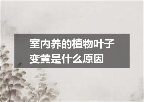 室内养的植物叶子变黄是什么原因