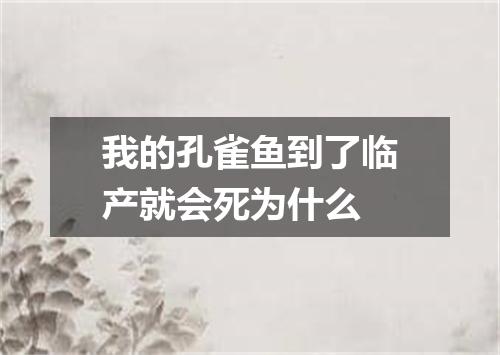 我的孔雀鱼到了临产就会死为什么