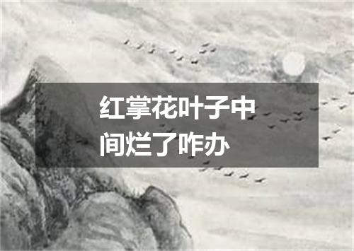 红掌花叶子中间烂了咋办