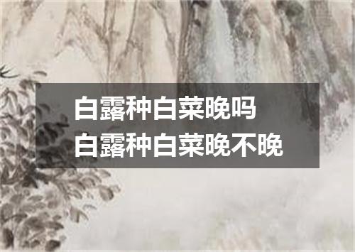 白露种白菜晚吗 白露种白菜晚不晚