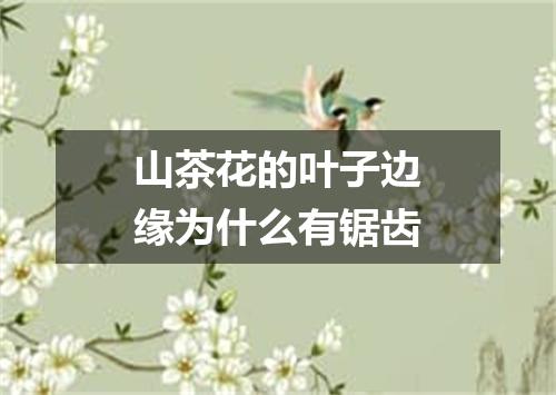 山茶花的叶子边缘为什么有锯齿