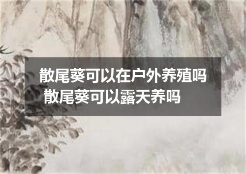 散尾葵可以在户外养殖吗 散尾葵可以露天养吗