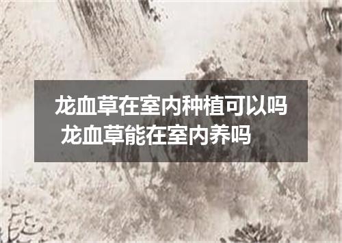 龙血草在室内种植可以吗 龙血草能在室内养吗