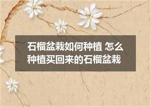 石榴盆栽如何种植 怎么种植买回来的石榴盆栽
