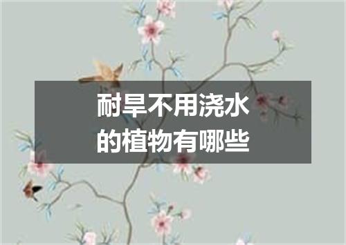 耐旱不用浇水的植物有哪些