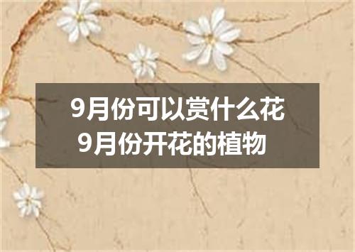 9月份可以赏什么花 9月份开花的植物