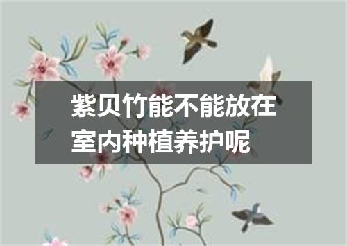紫贝竹能不能放在室内种植养护呢