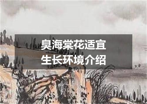 臭海棠花适宜生长环境介绍