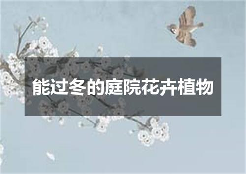 能过冬的庭院花卉植物