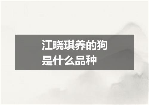 江晓琪养的狗是什么品种