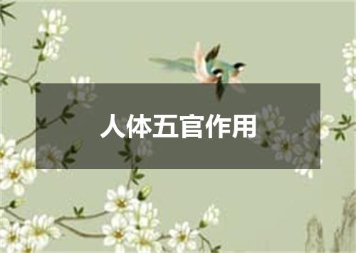 人体五官作用