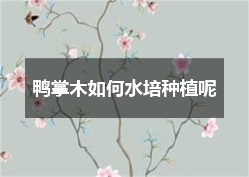 鸭掌木如何水培种植呢