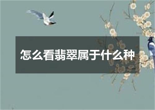 怎么看翡翠属于什么种