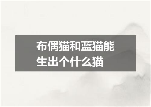布偶猫和蓝猫能生出个什么猫