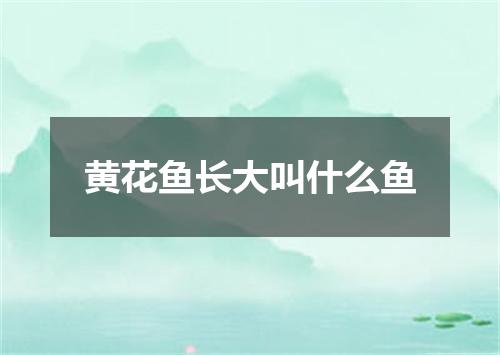 黄花鱼长大叫什么鱼