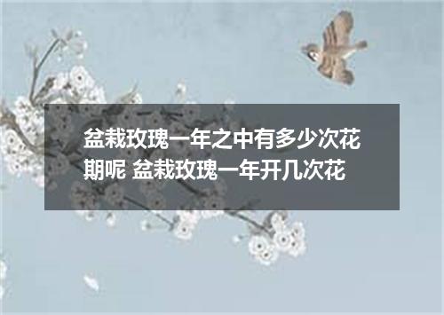 盆栽玫瑰一年之中有多少次花期呢 盆栽玫瑰一年开几次花