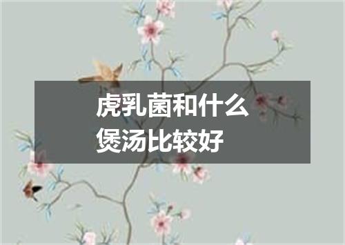 虎乳菌和什么煲汤比较好