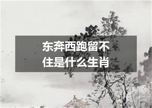 东奔西跑留不住是什么生肖