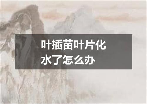 叶插苗叶片化水了怎么办