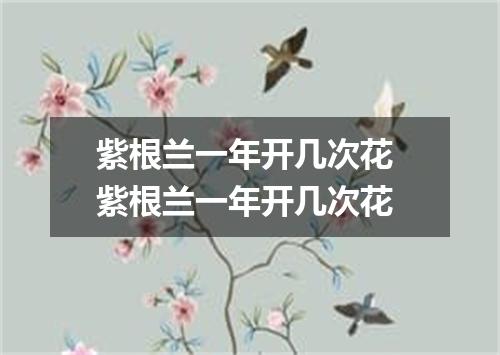 紫根兰一年开几次花 紫根兰一年开几次花