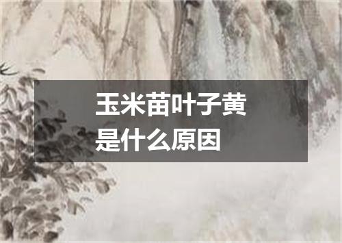 玉米苗叶子黄是什么原因