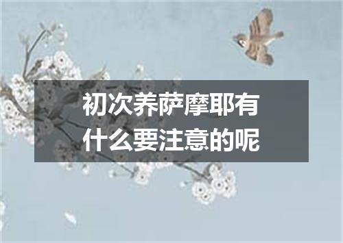 初次养萨摩耶有什么要注意的呢