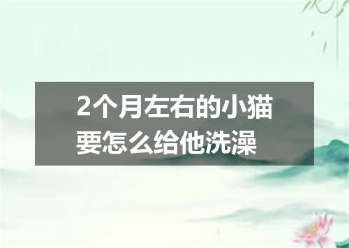 2个月左右的小猫要怎么给他洗澡