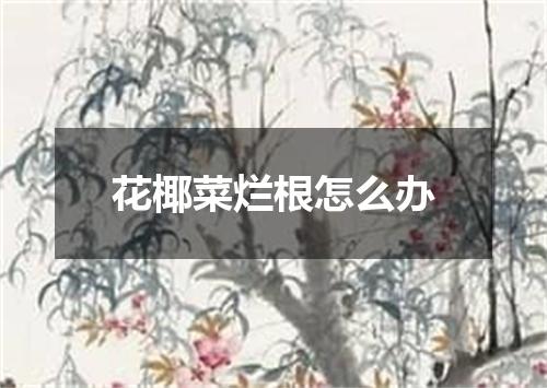 花椰菜烂根怎么办