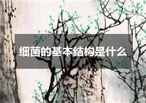 细菌的基本结构是什么