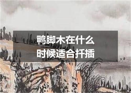 鸭脚木在什么时候适合扦插