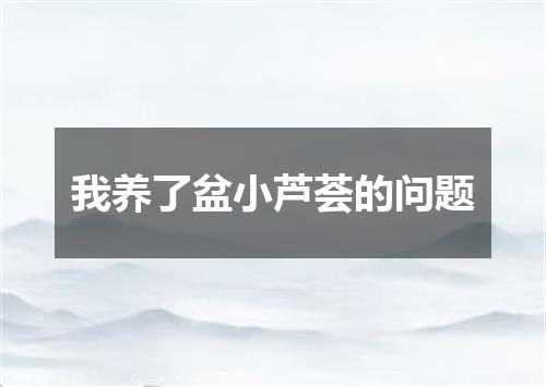我养了盆小芦荟的问题