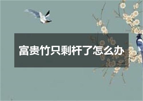富贵竹只剩杆了怎么办