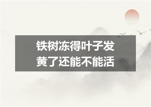 铁树冻得叶子发黄了还能不能活