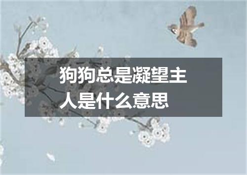 狗狗总是凝望主人是什么意思