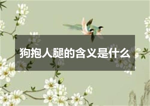 狗抱人腿的含义是什么