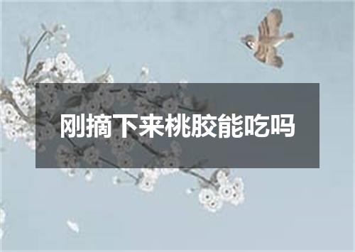 刚摘下来桃胶能吃吗