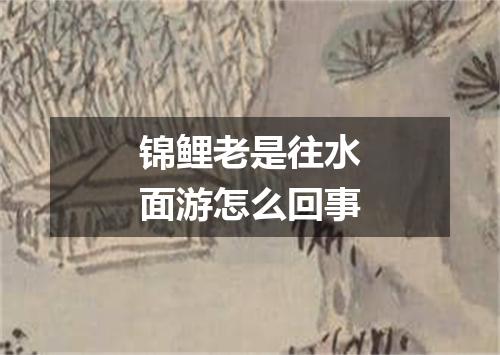 锦鲤老是往水面游怎么回事