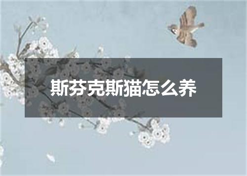 斯芬克斯猫怎么养