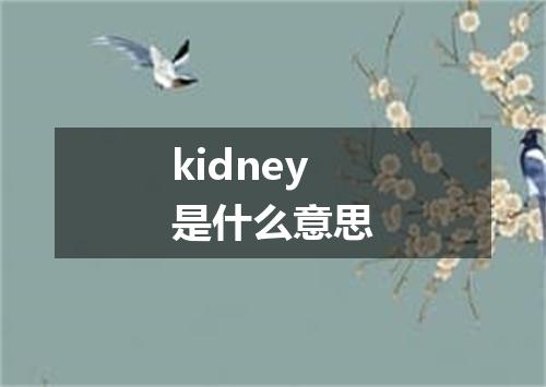 kidney是什么意思