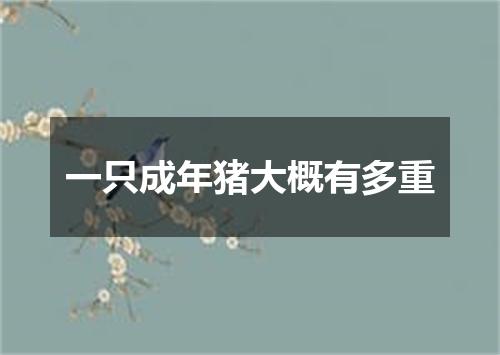 一只成年猪大概有多重