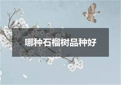 哪种石榴树品种好