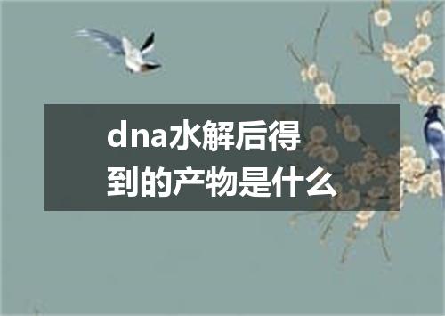 dna水解后得到的产物是什么